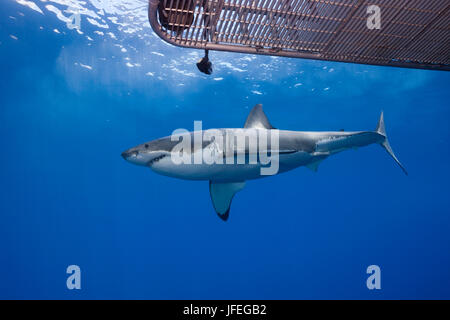 Immersioni a gabbia con il grande squalo bianco, Carcharodon carcharias, Isola di Guadalupe, in Messico Foto Stock