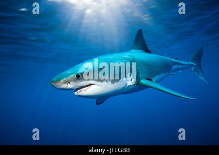 Il grande squalo bianco, Carcharodon carcharias, Isola di Guadalupe, in Messico Foto Stock