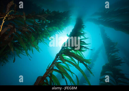 Foresta di kelp, giant kelp, Macrocystis pyrifera, San Benito Isola, Messico Foto Stock