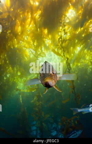 Kelp bass, Paralabrax clathratus, Cedros Islanda, Messico Foto Stock