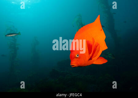 Garibaldi fanciulla, pesce Hypsypops rubicundus, San Benito Isola, Messico Foto Stock