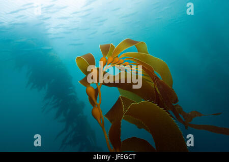 Foresta di kelp, giant kelp, Macrocystis pyrifera, San Benito Isola, Messico Foto Stock