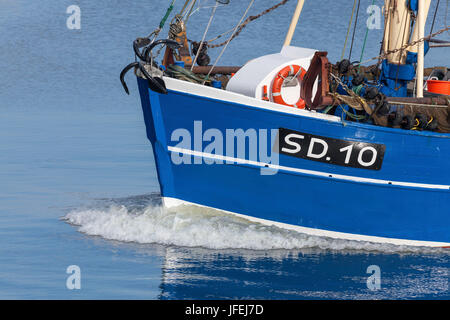 Bug di un granchio taglierina sul Mare del Nord, Büsum, Ditmarsh, SCHLESWIG-HOLSTEIN, Germania settentrionale, Germania Foto Stock