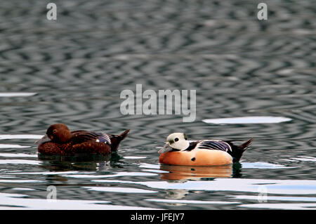 Norvegia, orientale Finnmark, Stellersche eider Foto Stock