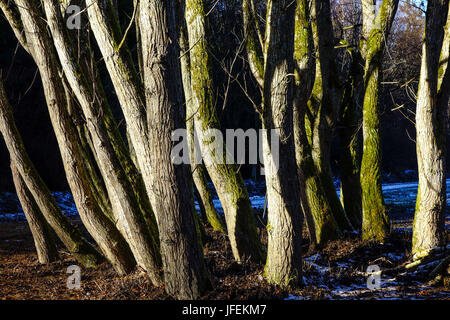 Un gruppo di alberi senza foglie in inverno, tardo autunno Foto Stock