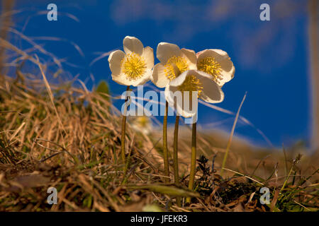 Austria, Tirolo, Thiersee, neve rose, Helleborus niger Foto Stock