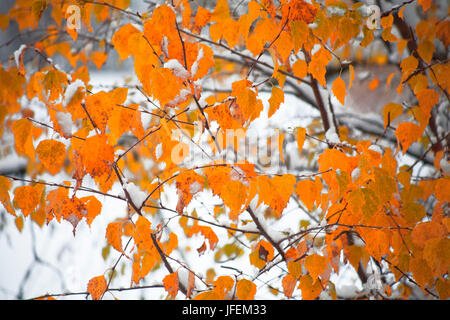 Betulla foglie dopo il furto con scasso di inverno Foto Stock