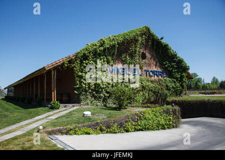 Il Cile, Valle de Curico, equo commercio, vino, Miguel Torres, vigneto Foto Stock