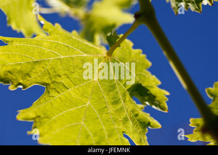 Il Cile, Valle de Curico, equo commercio, vino, foglie Foto Stock