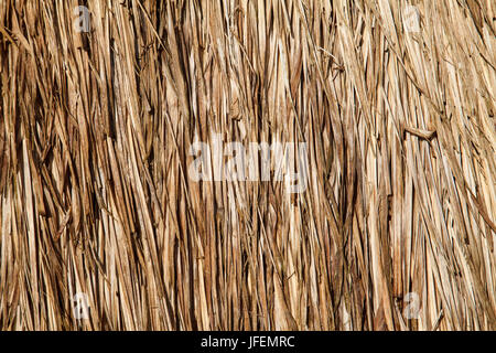 Il Cile, Araucania, Llaguepulli, Mapuche, Ruka, casa rotonda, paglia Foto Stock