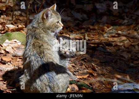 Wildcat con giovane animale, Foto Stock