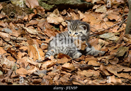 Wildcat, giovane animale, Foto Stock