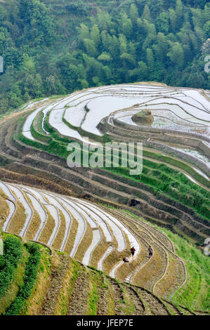 Cina, provincia di Guangxi, terrazze di riso a Longji intorno a Longsheng Foto Stock