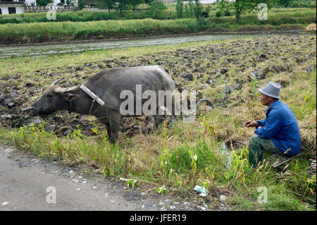 Cina, provincia di Anhui, campagna intorno al villaggio di Hongcun, patrimonio mondiale dell'UNESCO, Foto Stock