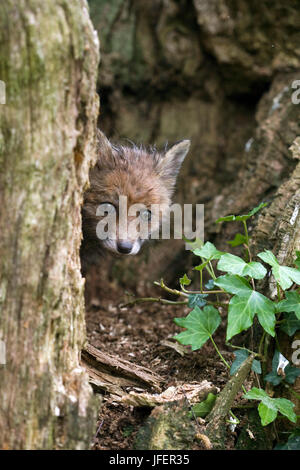 Red Fox, vulpes vulpes, Cub permanente al Den ingresso, Normandia Foto Stock