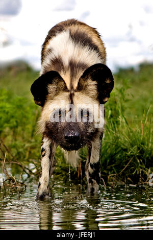 African Wild Dog, lycaon pictus, permanente al foro per l'acqua, Namibia Foto Stock