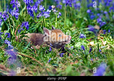 Red Fox, vulpes vulpes, Cub in wild fiori blu, Normandia Foto Stock