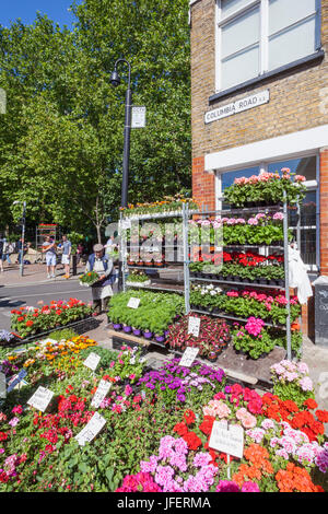 Inghilterra, Londra, Tower Hamlets, Shoreditch, Columbia Road, il mercato dei fiori Foto Stock