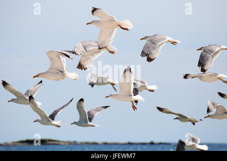 Molti gabbiani Foto Stock