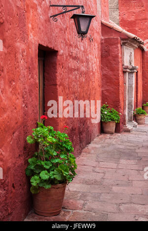 Gerani in cortile Foto Stock