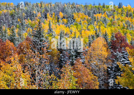 Pino e Aspen alberi coperti di neve dopo un inizio di tempesta nelle montagne di San Juan a Colorado Foto Stock