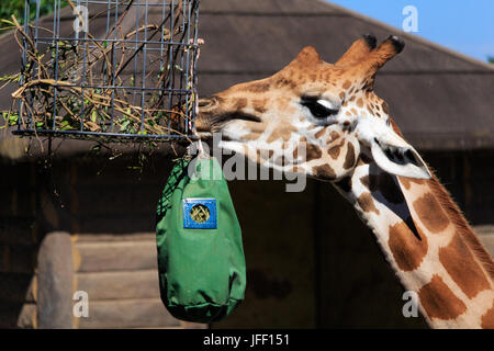 Bambino alimentazione giraffe al Taronga Zoo, Australia Foto Stock