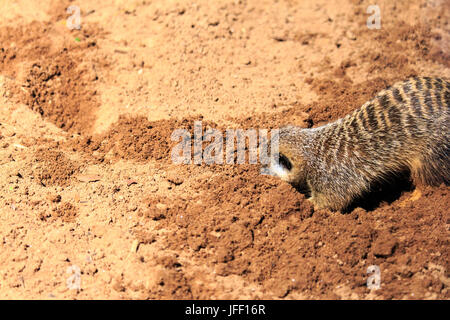 MeerKat scavando nella sabbia allo Zoo Taronga, Australia Foto Stock