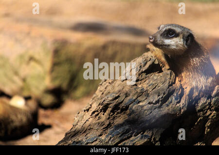 Meerkat seduto su un log in lo zoo di Taronga Foto Stock