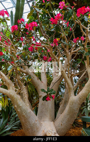 Alberi a giardini dalla Baia di Singapore Foto Stock