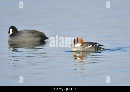 Femmina Smew Foto Stock