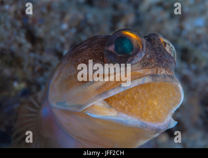 Close-up immagine di un Yellowhead Jawfish (Opistognathus aurifrons) incubazione di uova nella sua bocca. Stretto di Lembeh, Indonesia. Foto Stock