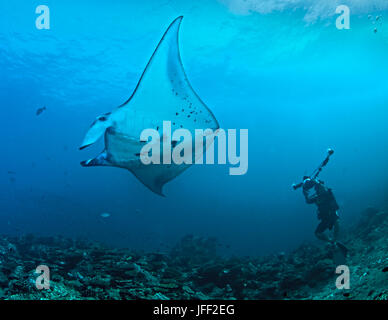 Fotografo subacqueo ottiene un close-up shot oceanic manta ray presso la stazione di pulizia. Atollo del Nord di Male, Maldive. Foto Stock