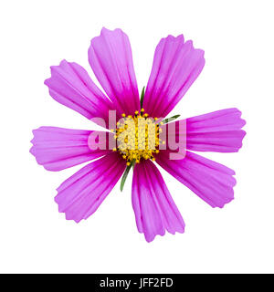 Rosa cosmo isolato Foto Stock