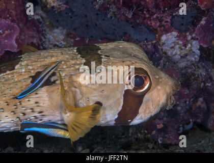 Porcupine pufferfish (Diodon holocanthus) alla stazione di pulizia è servito da due bluestreak wrasse. Oceano Indiano, Maldive. Foto Stock