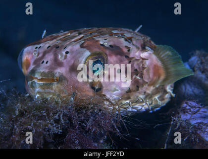 Porcupine pufferfish (Diodon holocanthus) guarda nella telecamera con una lampada fluorescente verde dell'occhio. Stretto di Lembeh, Indonesia. Foto Stock