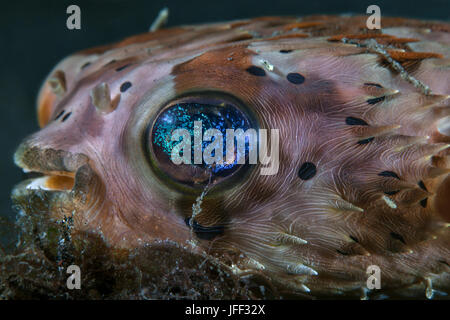 Chiudere l immagine dell'occhio fluorescente di un porcospino pufferfish. Stretto di Lembeh, Indonesia. Foto Stock