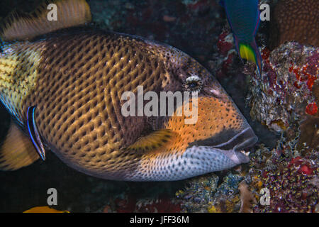 Titan pesci balestra (Balistoides viridescens) mangia coral mentre bluestreak wrasse alimenta e pulisce come bene. Oceano Indiano, Maldive. Foto Stock