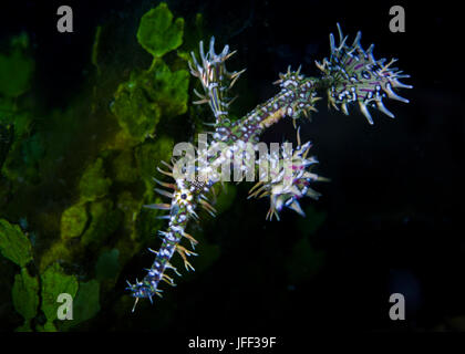 Chiudere l immagine di un verde ornato ghost pipefish mimetizzati fra halimeda alghe. Stretto di Lembeh, Indonesia. Foto Stock