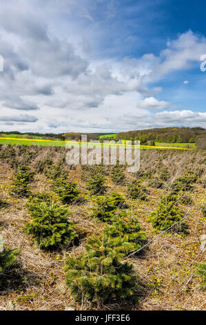 Gli alberi giovani in vivaio Foto Stock