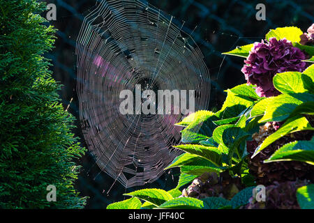 Spider Web con rugiada di mattina retroilluminato Foto Stock