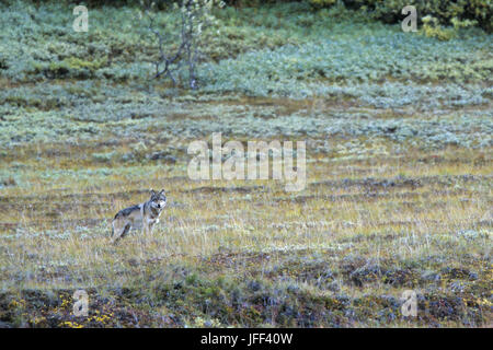 Lupo osserva Orso grizzly / Canis lupus Foto Stock