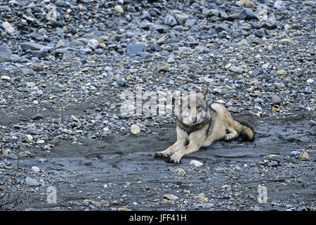 Lupo in Alaska / Canis lupus Foto Stock