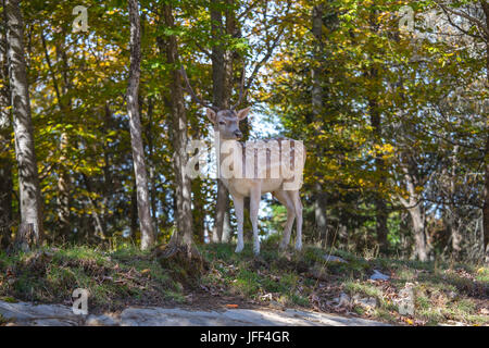 Affascinante a macchie cervo sulla radura della foresta Foto Stock