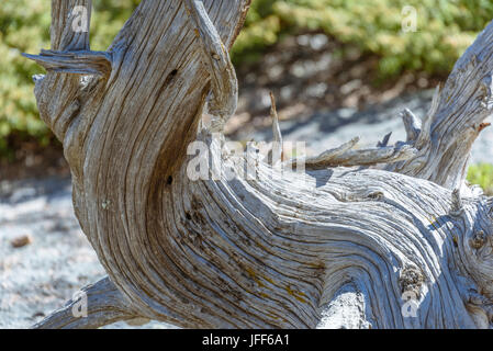 Primo piano della curva distorta storte vecchio albero in un parco nazionale, Stati Uniti d'America Foto Stock