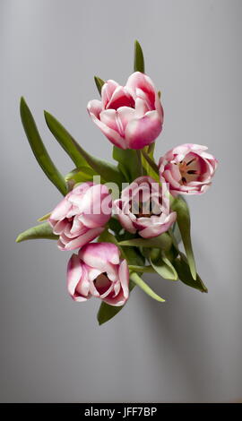 Bouquet tulipani overhead shot Foto Stock