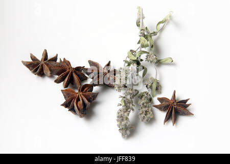 Star spezie anice e menta Foto Stock