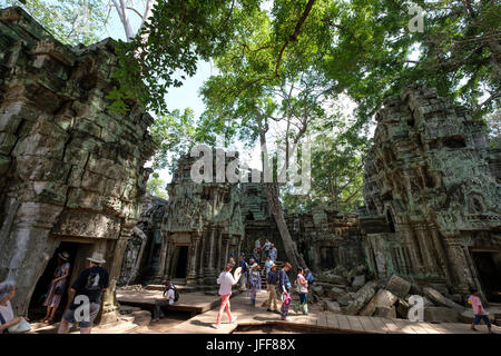 Ta Prohm tempio, Siem Reap provincia, Cambogia Foto Stock