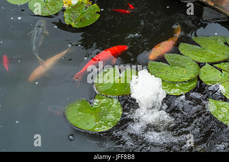Uno spettacolare pesce Koi nuotare nello stagno Foto Stock