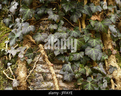 Ivy; Hedera helix; pianta rampicante; Foto Stock