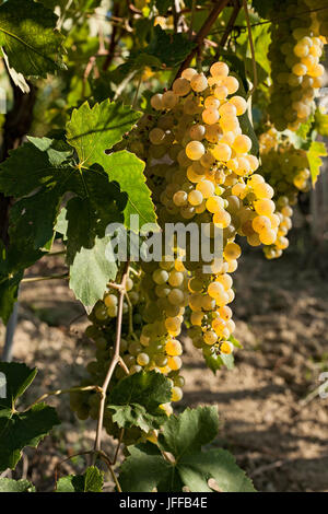 Bianco grappoli di uva sulla vite Foto Stock